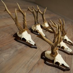 6 bois de chevreuil, mâles de grande taille – Lot de bois de chevreuil mâle sur socles pour trophées 21 491