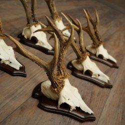 6 bois de chevreuil, mâles de grande taille – Lot de bois de chevreuil mâle sur socles pour trophées 21 491