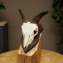 Mufflon (Ovis gmelini musimon) Ram Gewei Schedeltrofee Hoornlengte 12,5 cm op trofeeschild 82.1.140