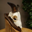 Mufflon (Ovis gmelini musimon) Ram Gewei Schedeltrofee Hoornlengte 12,5 cm op trofeeschild 82.1.140