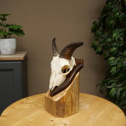 Mufflon (Ovis gmelini musimon) Ram Gewei Schedeltrofee Hoornlengte 12,5 cm op trofeeschild 82.1.140