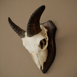 Mufflon (Ovis gmelini musimon) Ram Gewei Schedeltrofee Hoornlengte 12,5 cm op trofeeschild 82.1.140