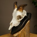 Mufflon (Ovis gmelini musimon) Widder Geweih...