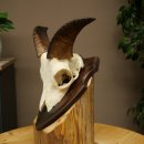 Mufflon (Ovis gmelini musimon) Ram Gewei Schedeltrofee...