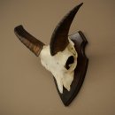 Mufflon (Ovis gmelini musimon) Ram Gewei Schedeltrofee Hoornlengte 15 cm op trofeeschild 82.1.142