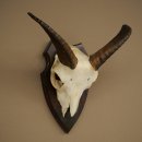 Mufflon (Ovis gmelini musimon) Ram Gewei Schedeltrofee Hoornlengte 15 cm op trofeeschild 82.1.142