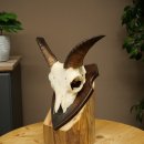Mufflon (Ovis gmelini musimon) Ram Gewei Schedeltrofee Hoornlengte 15 cm op trofeeschild 82.1.142