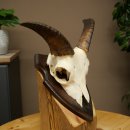 Mufflon (Ovis gmelini musimon) Ram Gewei Schedeltrofee Hoornlengte 15 cm op trofeeschild 82.1.142