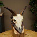 Mufflon (Ovis gmelini musimon) Ram Gewei Schedeltrofee Hoornlengte 15 cm op trofeeschild 82.1.142