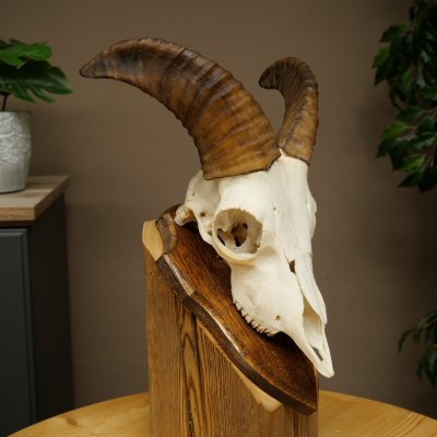 Mouflon (Ovis gmelini musimon) – bélière – trophée de crâne – longueur des cornes : 20 cm – référence du trophée : 82.1.144