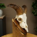 Mufflon (Ovis gmelini musimon) Ram Gewei Schedeltrofee...