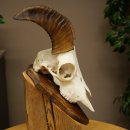 Mouflon (Ovis gmelini musimon) – bélière – trophée de crâne – longueur des cornes : 20 cm – référence du trophée : 82.1.144