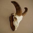 Mufflon (Ovis gmelini musimon) Ram Gewei Schedeltrofee...