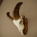 Mouflon (Ovis gmelini musimon) – bélière – trophée de crâne – longueur des cornes : 20 cm – référence du trophée : 82.1.144