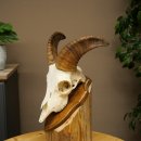 Mouflon (Ovis gmelini musimon) – bélière – trophée de crâne – longueur des cornes : 20 cm – référence du trophée : 82.1.144