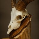 Mouflon (Ovis gmelini musimon) – bélière – trophée de crâne – longueur des cornes : 20 cm – référence du trophée : 82.1.144