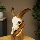 Mouflon (Ovis gmelini musimon) – bélière – trophée de crâne – longueur des cornes : 20 cm – référence du trophée : 82.1.144