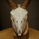 Mouflon (Ovis gmelini musimon) – bélière – trophée de crâne – longueur des cornes : 20 cm – référence du trophée : 82.1.144