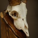 Mouflon (Ovis gmelini musimon) – bélière – trophée de crâne – longueur des cornes : 20 cm – référence du trophée : 82.1.144