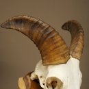Mouflon (Ovis gmelini musimon) – bélière – trophée de crâne – longueur des cornes : 20 cm – référence du trophée : 82.1.144