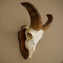 Mouflon (Ovis gmelini musimon) – bélière – trophée de crâne – longueur des cornes : 20 cm – référence du trophée : 82.1.144