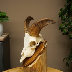Mouflon (Ovis gmelini musimon) – bélière – trophée de crâne – longueur des cornes : 20 cm – référence du trophée : 82.1.144