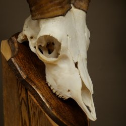 Mouflon (Ovis gmelini musimon) – bélière – trophée de crâne – longueur des cornes : 20 cm – référence du trophée : 82.1.144