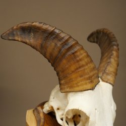 Mouflon (Ovis gmelini musimon) – bélière – trophée de crâne – longueur des cornes : 20 cm – référence du trophée : 82.1.144