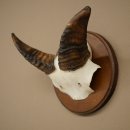 Mufflon (Ovis gmelini musimon) Ram Gewei Schedeltrofee...