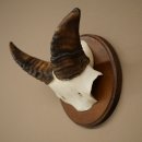 Mufflon (Ovis gmelini musimon) Ram Gewei Schedeltrofee...