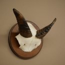 Muflón (Ovis gmelini musimon), carnero, cuernos, trofeo de cráneo, longitud de los cuernos: 12 cm, en placa de trofeo 82.1.146