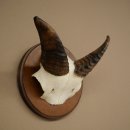 Muflón (Ovis gmelini musimon), carnero, cuernos, trofeo de cráneo, longitud de los cuernos: 12 cm, en placa de trofeo 82.1.146