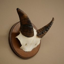 Muflón (Ovis gmelini musimon), carnero, cuernos, trofeo de cráneo, longitud de los cuernos: 12 cm, en placa de trofeo 82.1.146