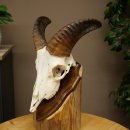 Mufflon (Ovis gmelini musimon) Ram Gewei Schedeltrofee...