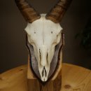 Mouflon (Ovis gmelini musimon) Ram Antlers Skull Trophy Horn Length 19 cm on Trophy Plate 82.1.147