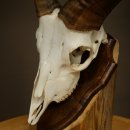 Mouflon (Ovis gmelini musimon) Ram Antlers Skull Trophy Horn Length 19 cm on Trophy Plate 82.1.147