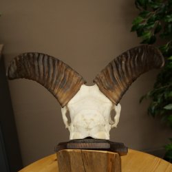 Mouflon (Ovis gmelini musimon) Ram Antlers Skull Trophy Horn Length 19 cm on Trophy Plate 82.1.147