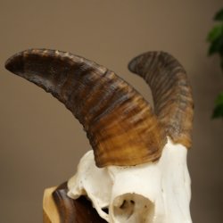 Mouflon (Ovis gmelini musimon) Ram Antlers Skull Trophy Horn Length 19 cm on Trophy Plate 82.1.147