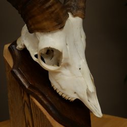 Mouflon (Ovis gmelini musimon) Ram Antlers Skull Trophy Horn Length 19 cm on Trophy Plate 82.1.147