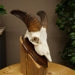 Mouflon (Ovis gmelini musimon) Ram Antlers Skull Trophy Horn Length 19 cm on Trophy Plate 82.1.147