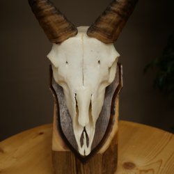 Mouflon (Ovis gmelini musimon) Ram Antlers Skull Trophy Horn Length 19 cm on Trophy Plate 82.1.147