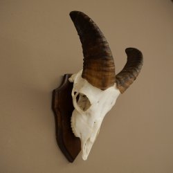 Mouflon (Ovis gmelini musimon) Ram Antlers Skull Trophy Horn Length 19 cm on Trophy Plate 82.1.147