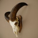 Mufflon (Ovis gmelini musimon) Widder Geweih Schädeltrophäe Hornlänge 31 cm auf Trophäenschild 82.1.150