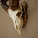Mufflon (Ovis gmelini musimon) Widder Geweih Schädeltrophäe Hornlänge 31 cm auf Trophäenschild 82.1.150