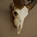 Mufflon (Ovis gmelini musimon) Widder Geweih Schädeltrophäe Hornlänge 31 cm auf Trophäenschild 82.1.150