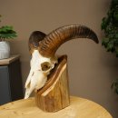 Mufflon (Ovis gmelini musimon) Widder Geweih Schädeltrophäe Hornlänge 31 cm auf Trophäenschild 82.1.150