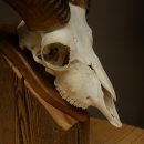 Mufflon (Ovis gmelini musimon) Widder Geweih Schädeltrophäe Hornlänge 31 cm auf Trophäenschild 82.1.150