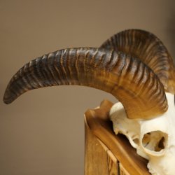 Mufflon (Ovis gmelini musimon) Widder Geweih Schädeltrophäe Hornlänge 31 cm auf Trophäenschild 82.1.150