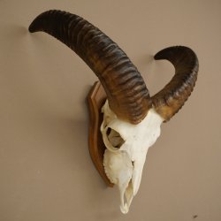 Mufflon (Ovis gmelini musimon) Widder Geweih Schädeltrophäe Hornlänge 31 cm auf Trophäenschild 82.1.150