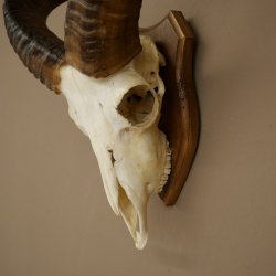Mufflon (Ovis gmelini musimon) Widder Geweih Schädeltrophäe Hornlänge 31 cm auf Trophäenschild 82.1.150